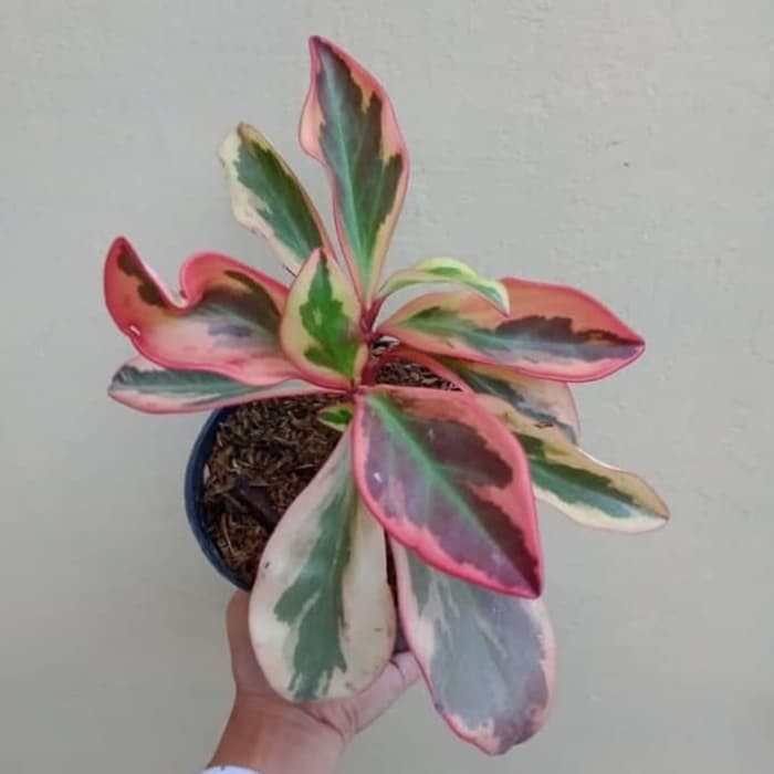 Tanaman Hias Peperomia Merah