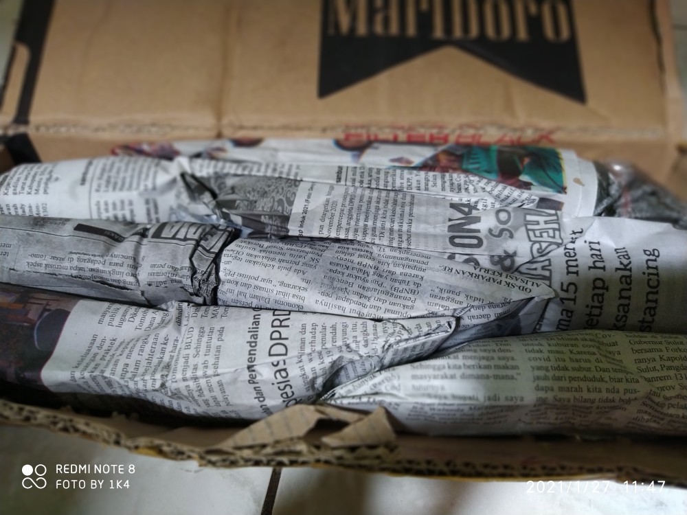 Tanaman Miana/ingler Daun Kecil / 1pcs / 150gram