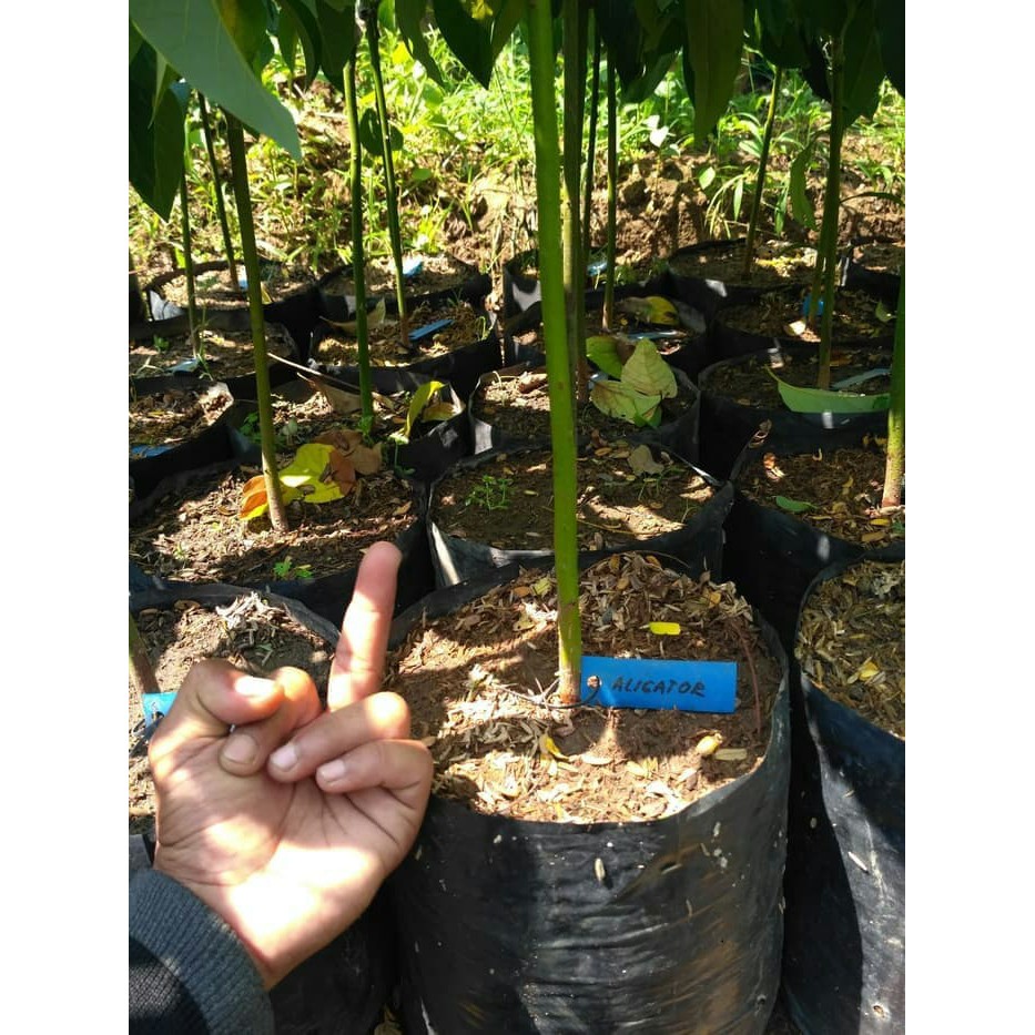 Bibit alpukat markus batang besar