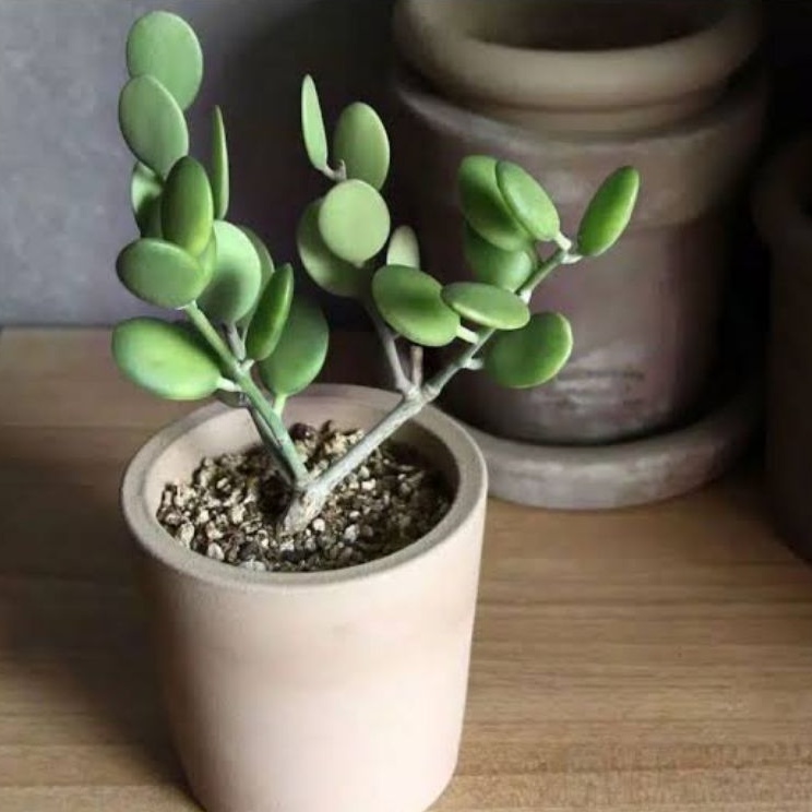 sukulen silver dolar coin