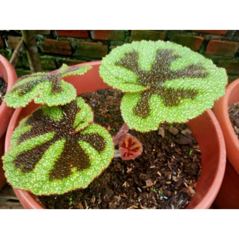 begonia iron cross