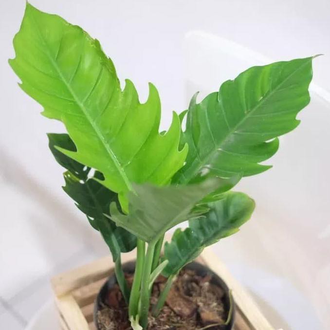 Sa;e Terlaris  tanaman hias pohon phillo philo pilo gergaji