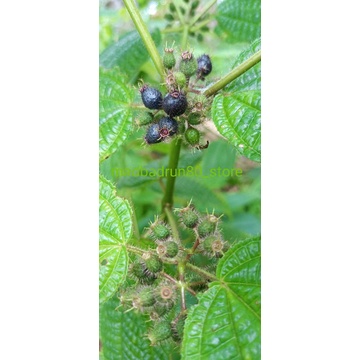 Daun harendong bulu harendong segar