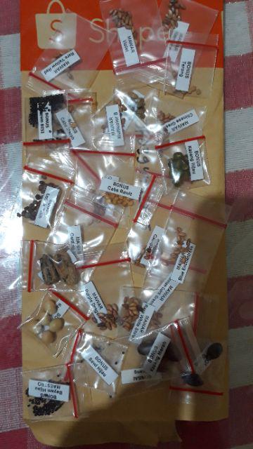 Johrnia 4 Benih Bunga Mawar Multicolor B