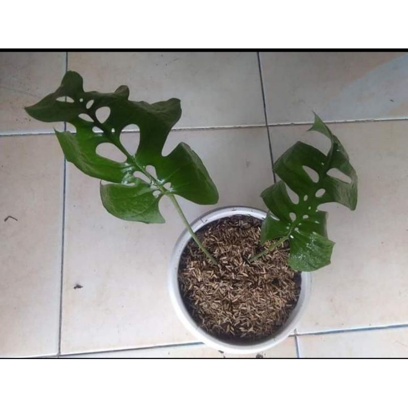 Monstera Amydrium rawatan