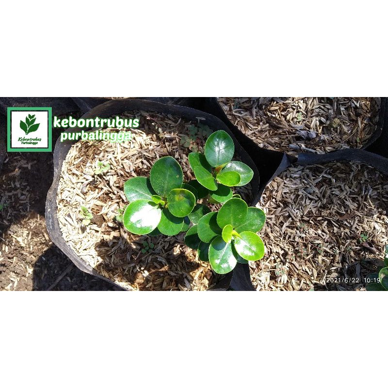 Tanaman Hias Daun Dolar Mangkok Mikro Bahan Bonsai - Dolar Mini