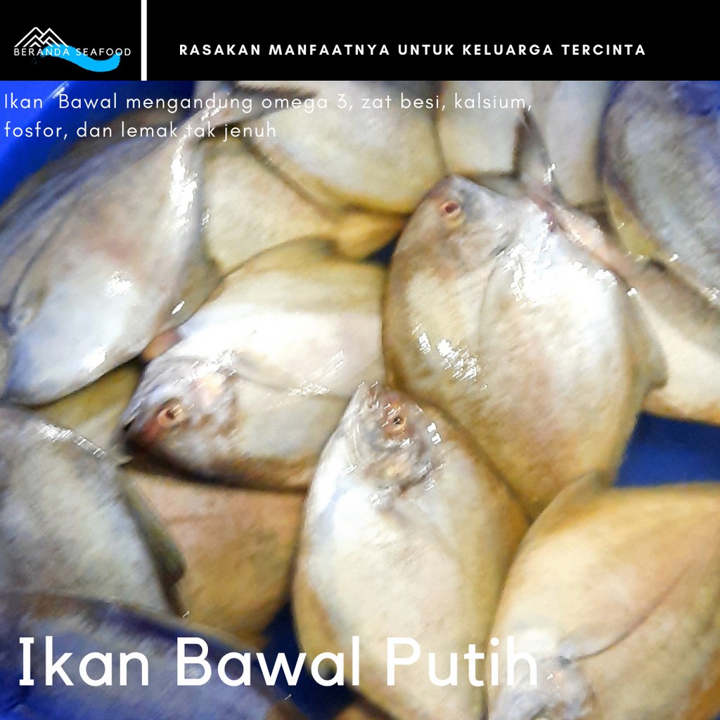 

Ikan Bawal Putih segar (kualitas super premium)