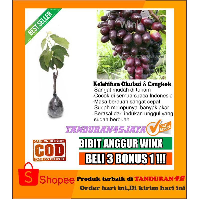 bibit anggur impor winx/bibit anggur import/bibit anggur