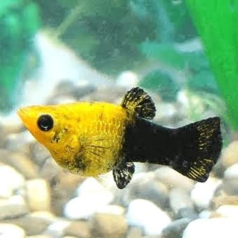 

ikan hias molly golden black