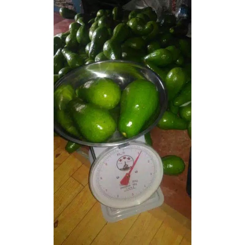 

alpukat mentega SUPER 1 kg