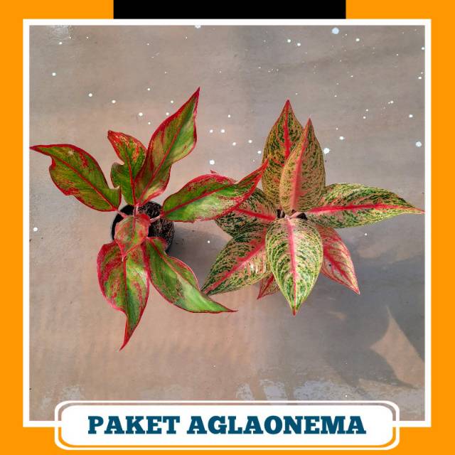 Paket Hemat Aglonema ( Siam Aurora, Legacy )