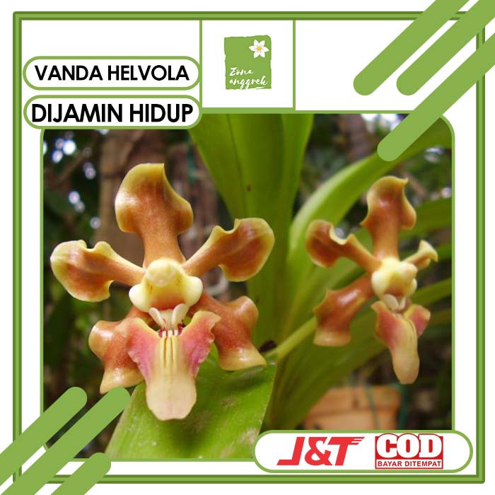 anggrek vanda helvola