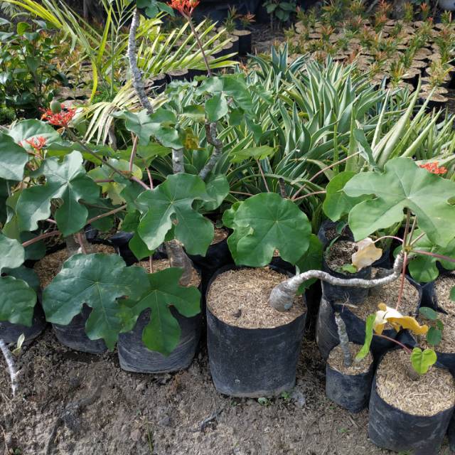 Tanaman Obat Jarak Botol