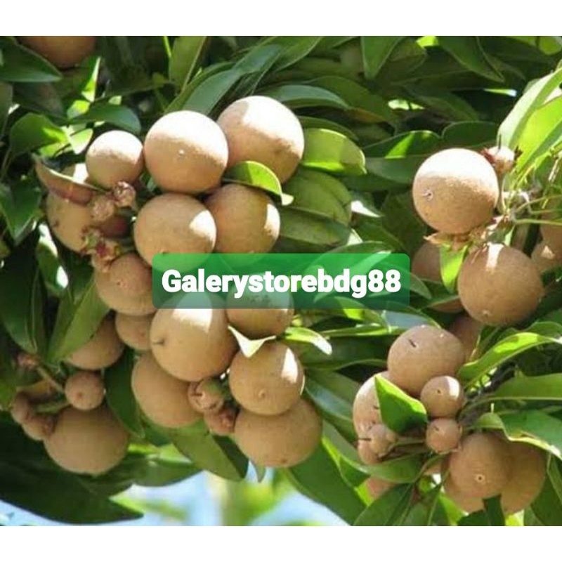 

Buah sawo muda pentil sawo segar 1 kg-az