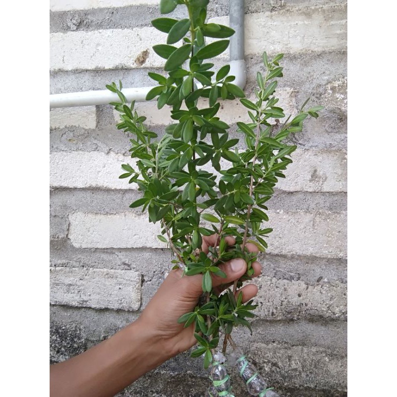 bibit santigi karang