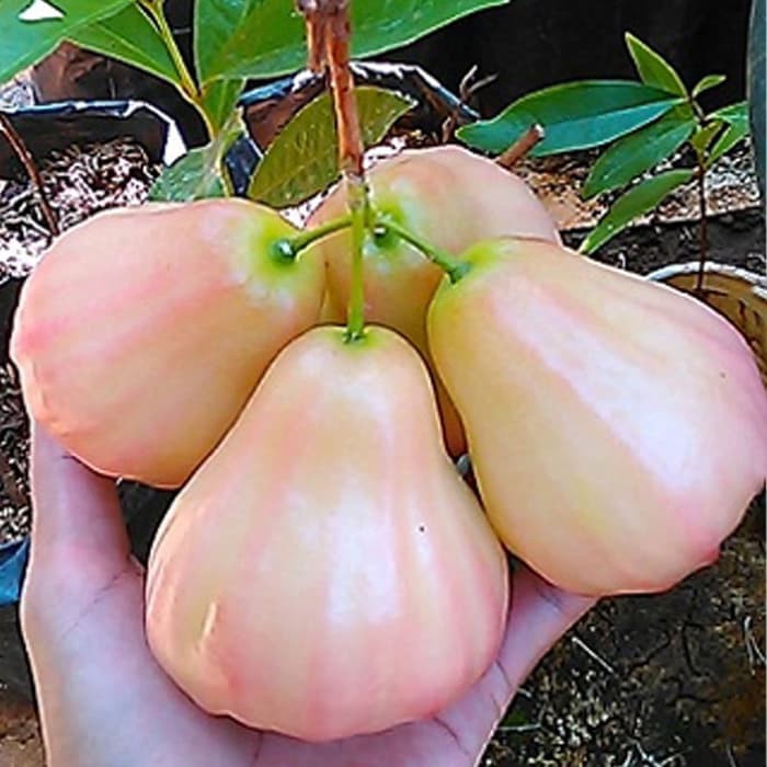 Bibit Jambu Air King Rose