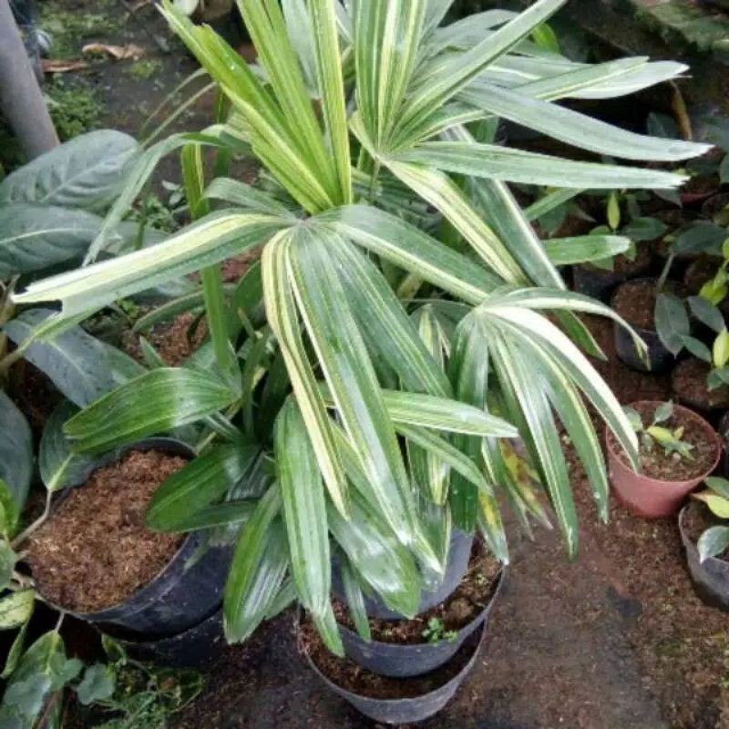 tanaman palem regu variegata