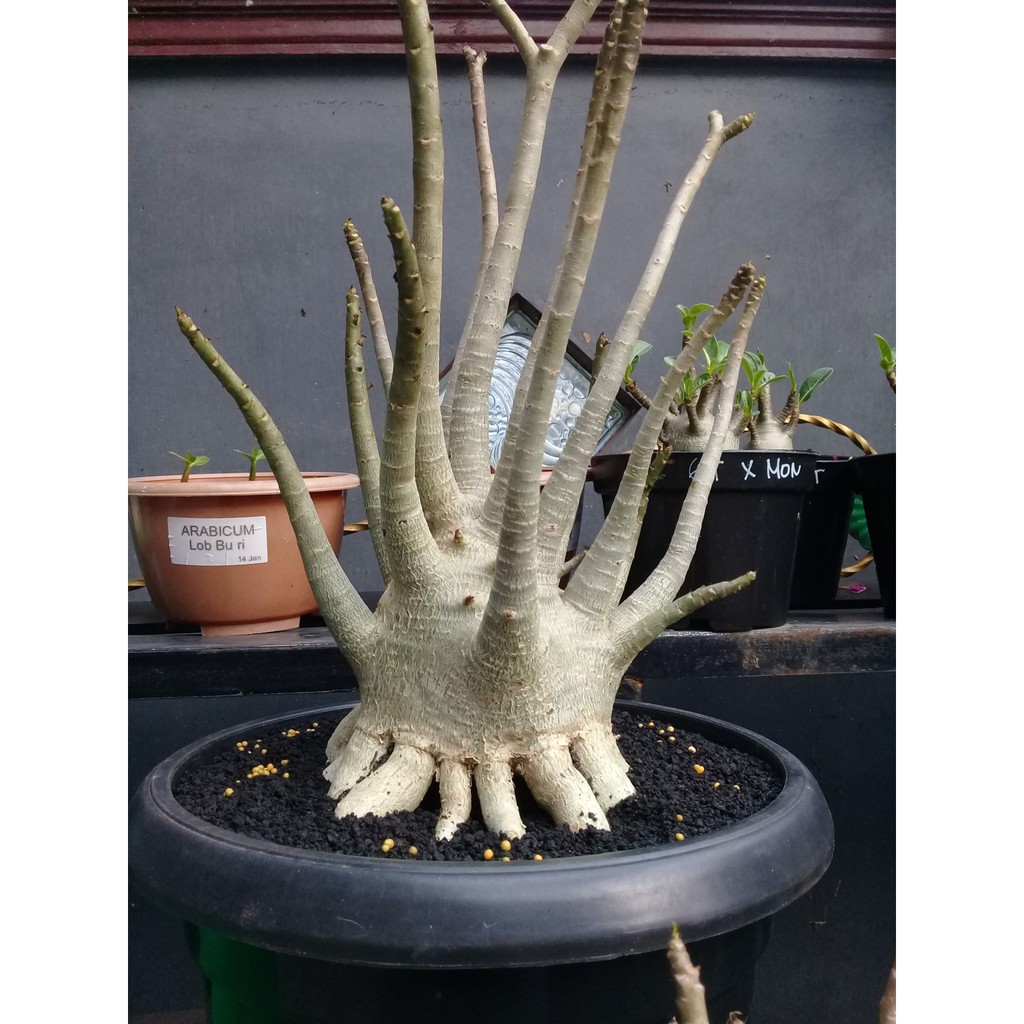 Benih Biji Adenium RCN Rac Hi Nee Import Thailand