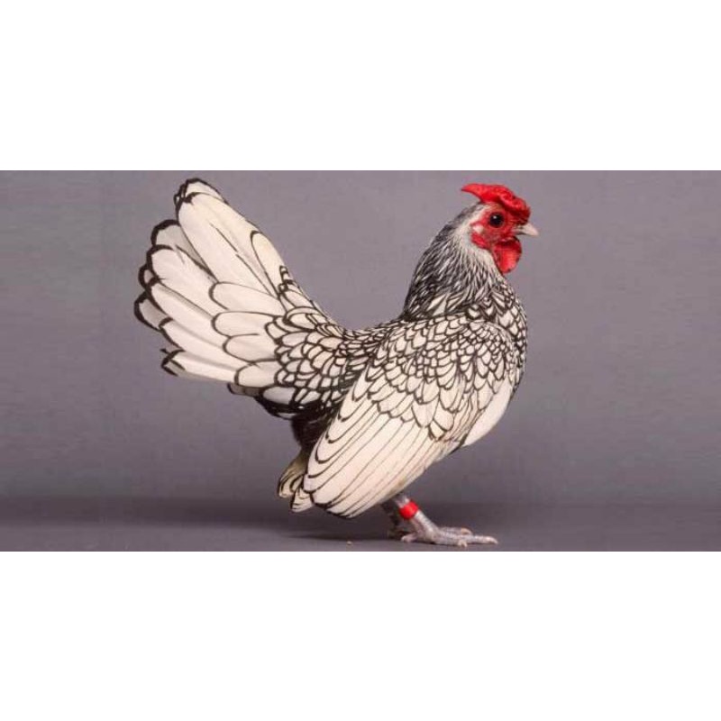

TELUR AYAM HIAS BATIK ITALY DAN KANADA UNTUK DI TETASKAN