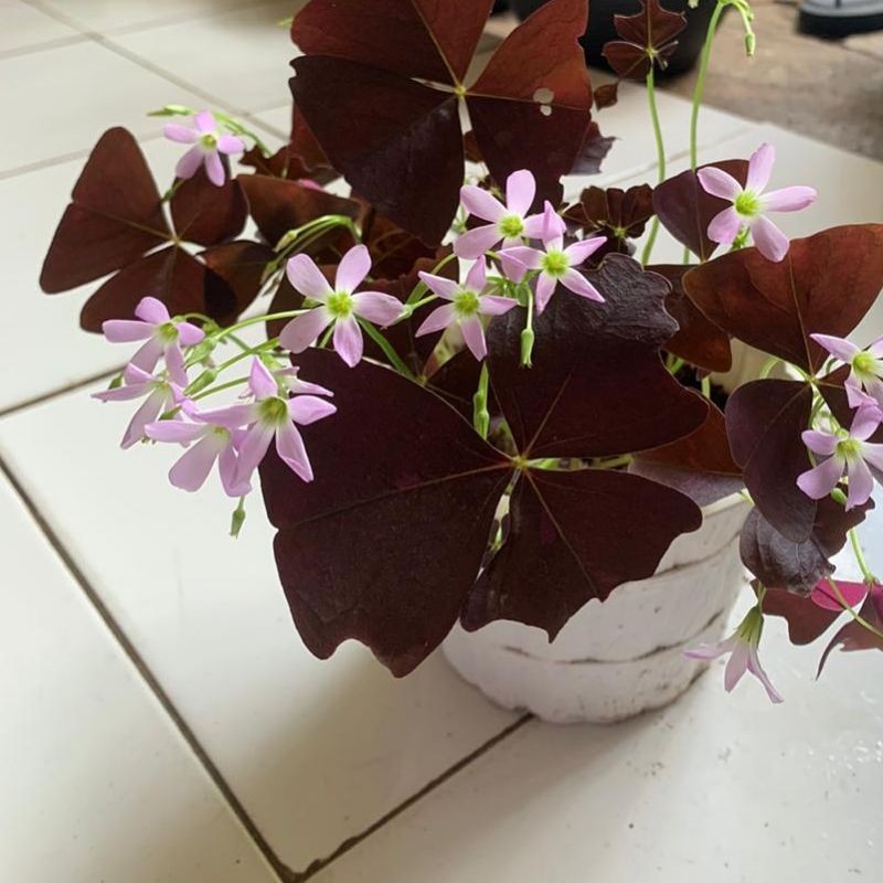 Bunga Kupu-kupu (Oxalis)