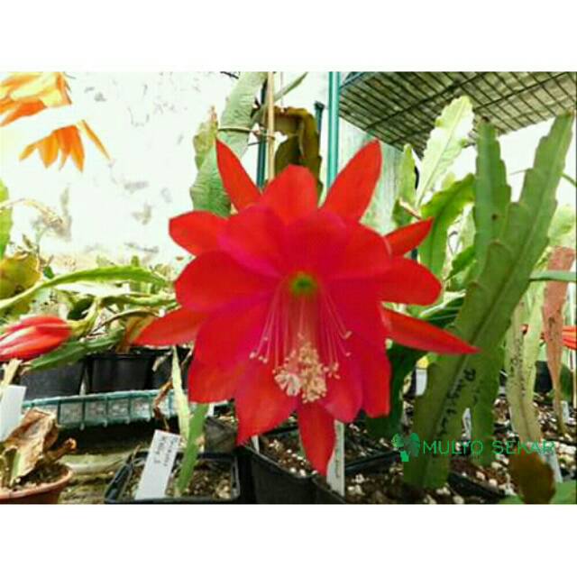 wijaya kusuma merah ackermannii Epiphyllum Orchid cactus bunga besar