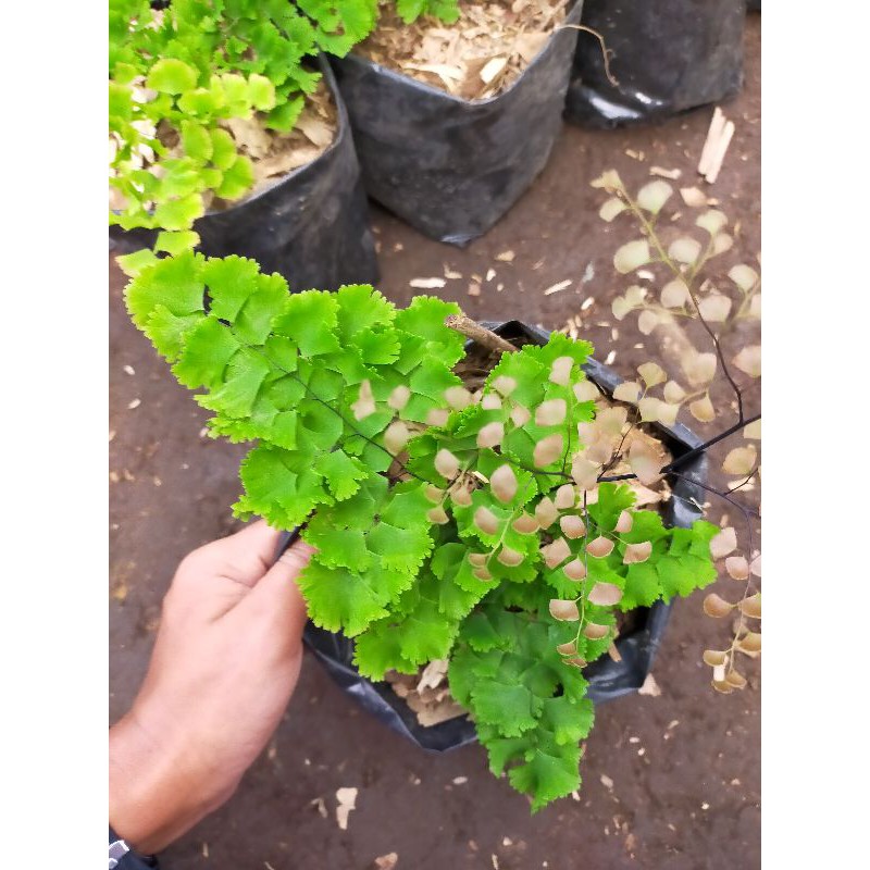 Tanaman hias suplir hoas-suplir kribo-tanaman suplir