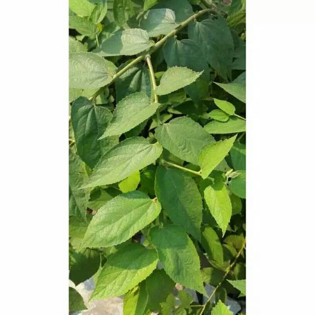 Daun Kersen. Daun Ceri. Daun Talok Segar 1000gram