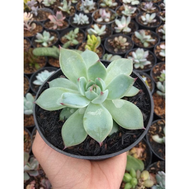 Sukulen : Echeveria Chihuahuaensis