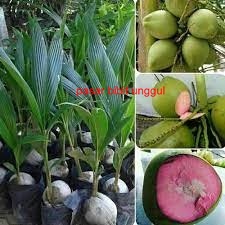 Bibit Kelapa Wulung-Bibit Pohon Kelapa wulung Asli-Tanaman Kelapa Hijau Wulung- Bibit Kelapa ijo Asl