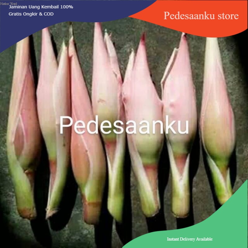 

Bunga Kecombrang 500 Gr ( Sayur Curah )