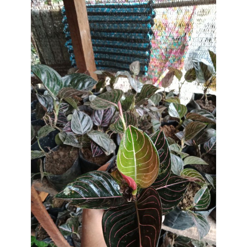 Aglonema rotundum Aceh/ Seroja bibit 2-3(bisa COD)