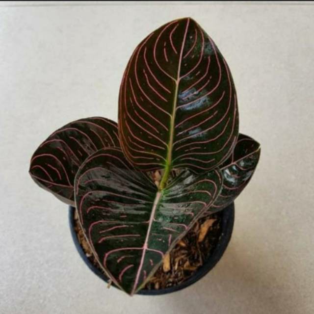 aglonema Aceh - tanaman hias aglonema - tanaman indoor - aglonema aceh