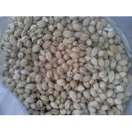 Harga per pack_ biji benih pohon mindi / 5 biji