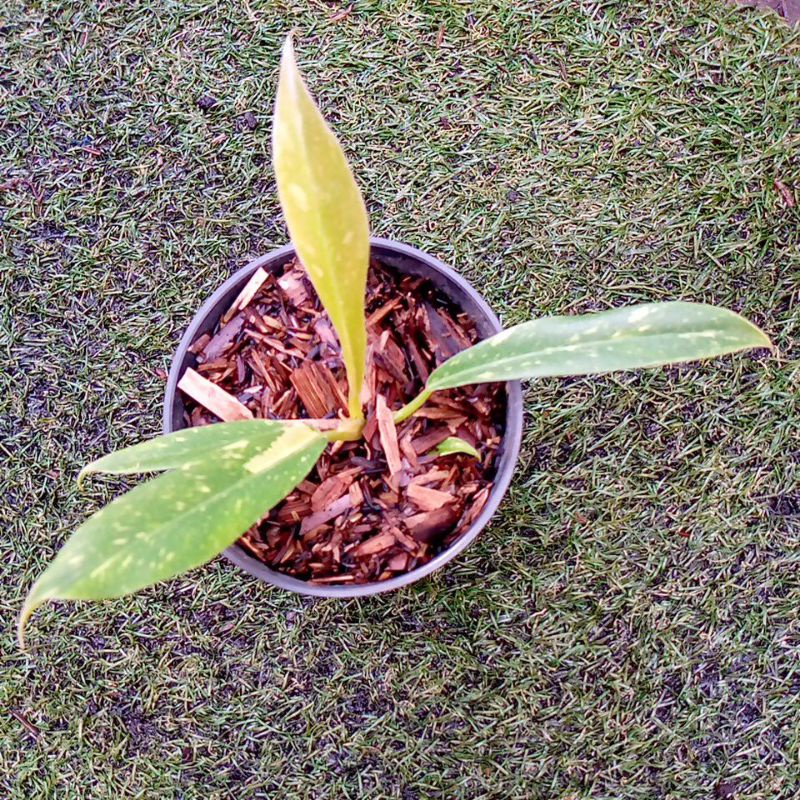 Philodendron ring of fire