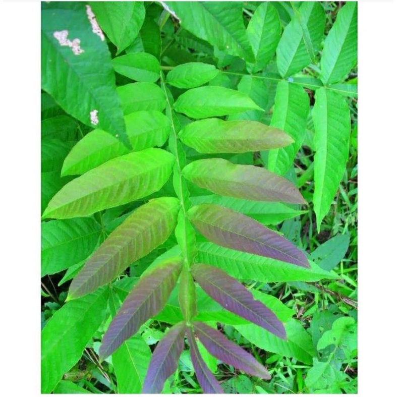 

Daun Sungkai 250g