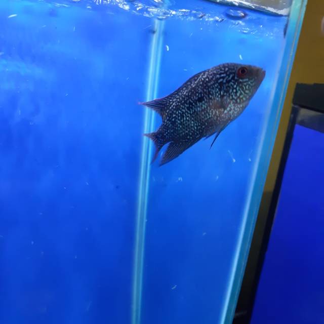 Kamfa f2 ori thailand vip