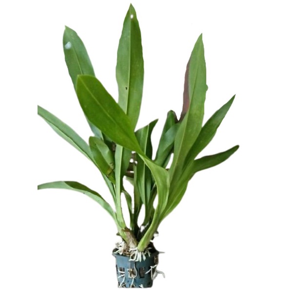 Anggrek Gramma Scriptum