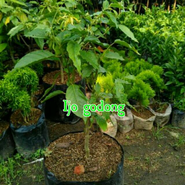 Bibit kembang kenanga