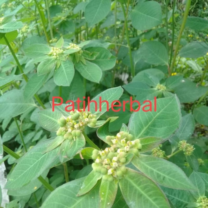 

Daun Senna Daun Sena Katemas Patikan mas suduk mantul segar 300 gram