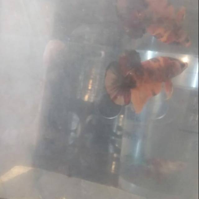 

Nemo leopard (orange hitam)