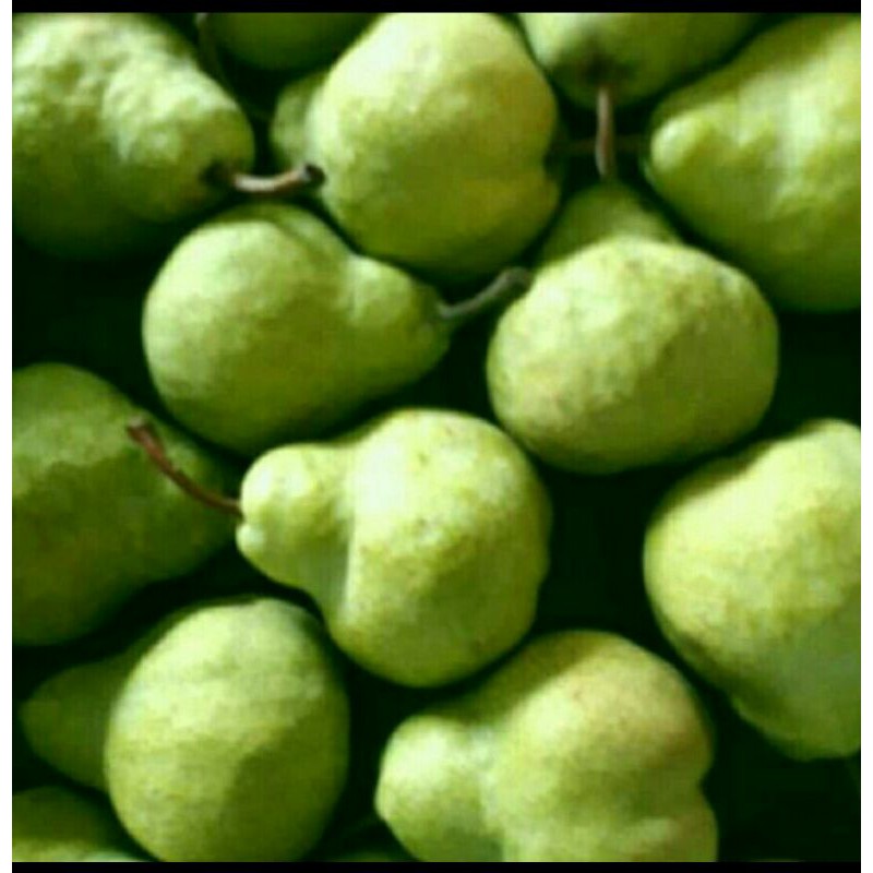 

Pear jambu/Pear pakcam 1 kg