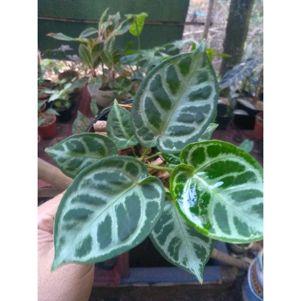 Anthurium kuping gajah dorayaki silver beranjak remaja murah