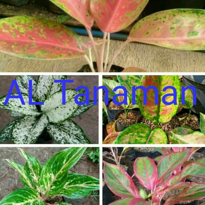 Paket tanaman aglonema - tanaman aglonema - pohon aglonema