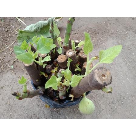 Entres / Cutting / Batang Segar Buah Tin Purple Yordan