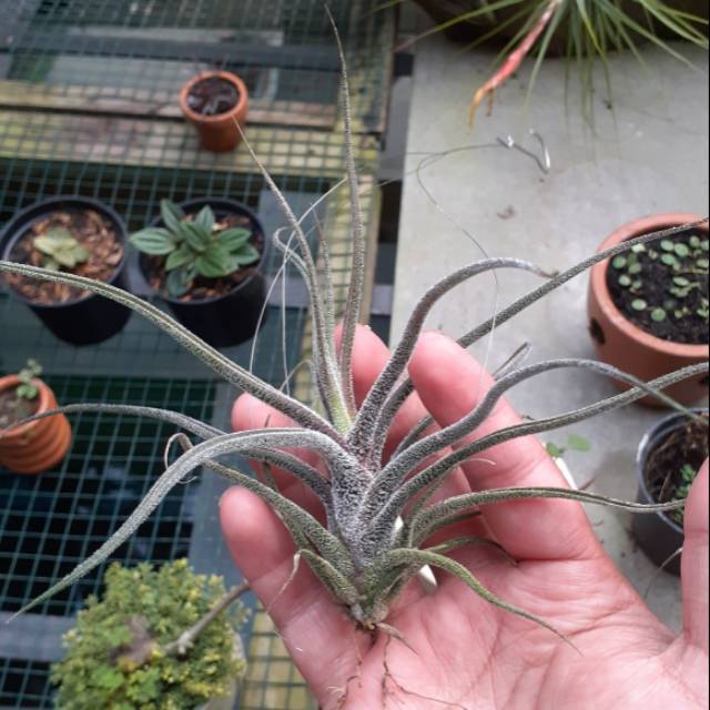 Tillandsia Pruinosa