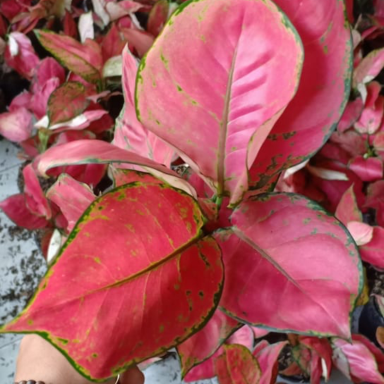 Tanaman hias aglaonema/ aglaonema RED ANJAMANI