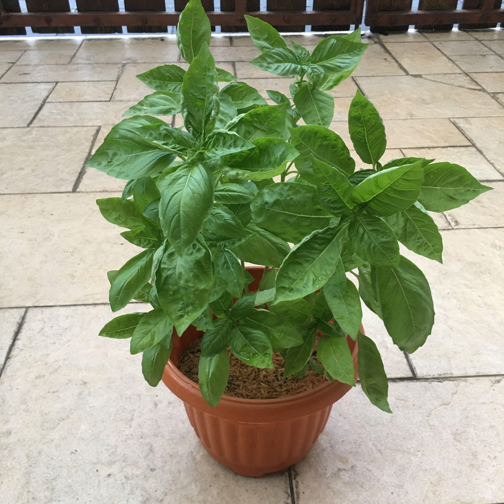 Tanaman Herbal Basil (Sweet Basil)