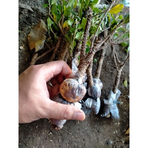 cangkok bahan bonsai kimeng paketan