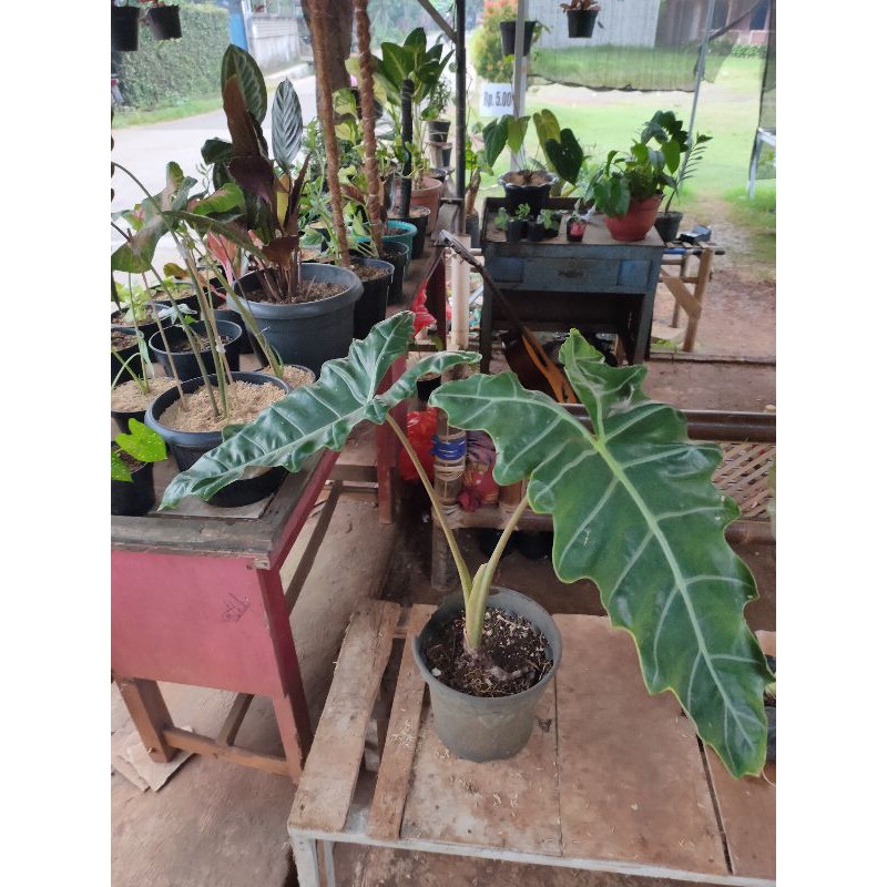 Tanaman hias Keladi Amazon lokalan