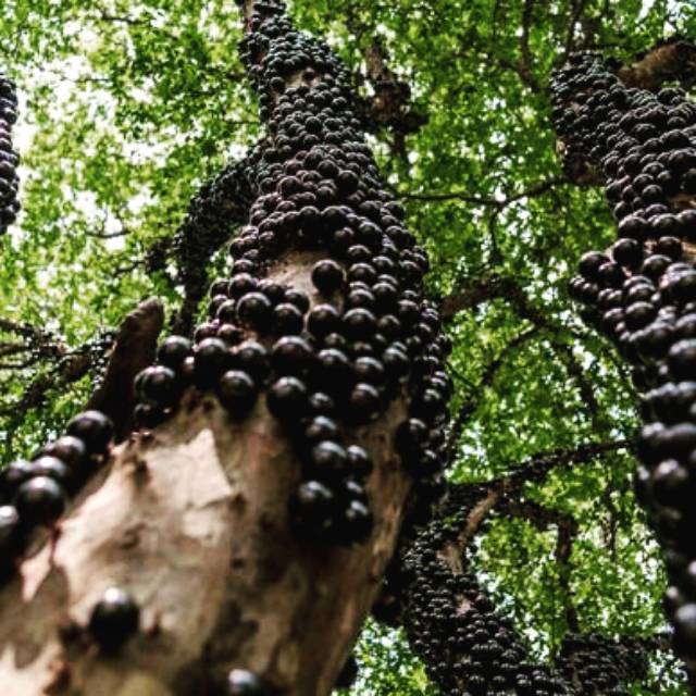 Bibit Tanaman Anggur Brazil Cutting (1 Stek Batang) Anggur Brazil Jaboticaba